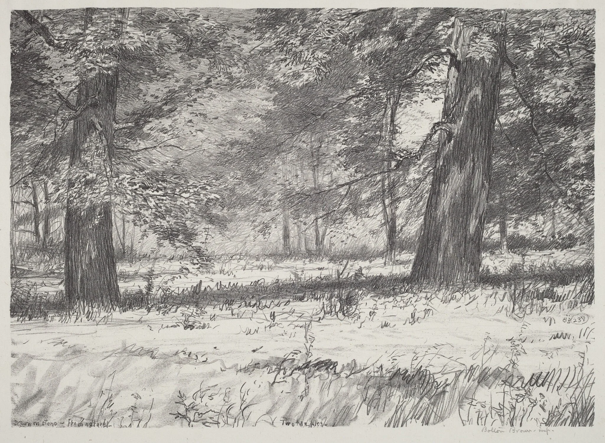 Two Maples