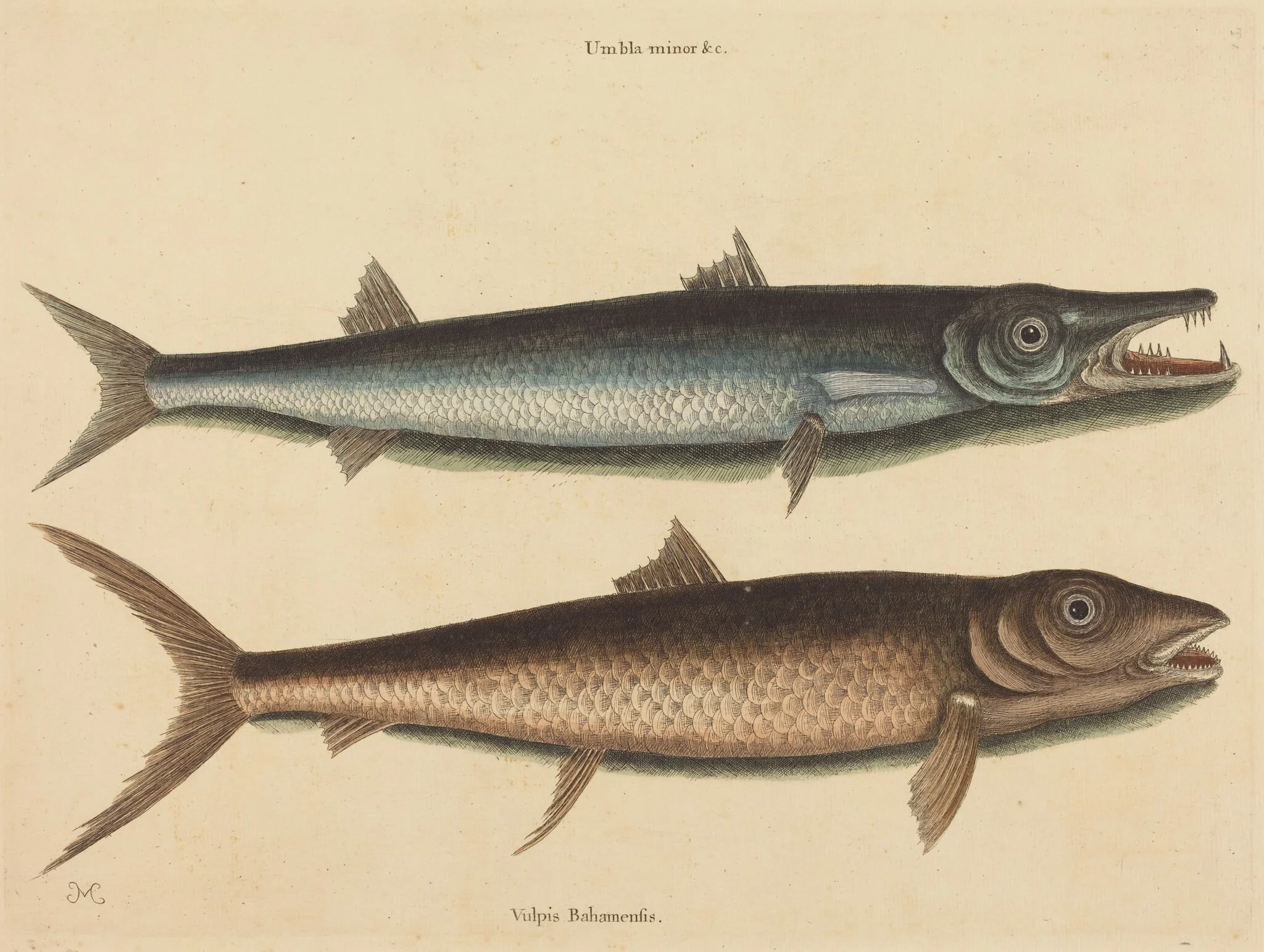 The Barracuda (Esox barracuda), by Mark Catesby, ink, 1754