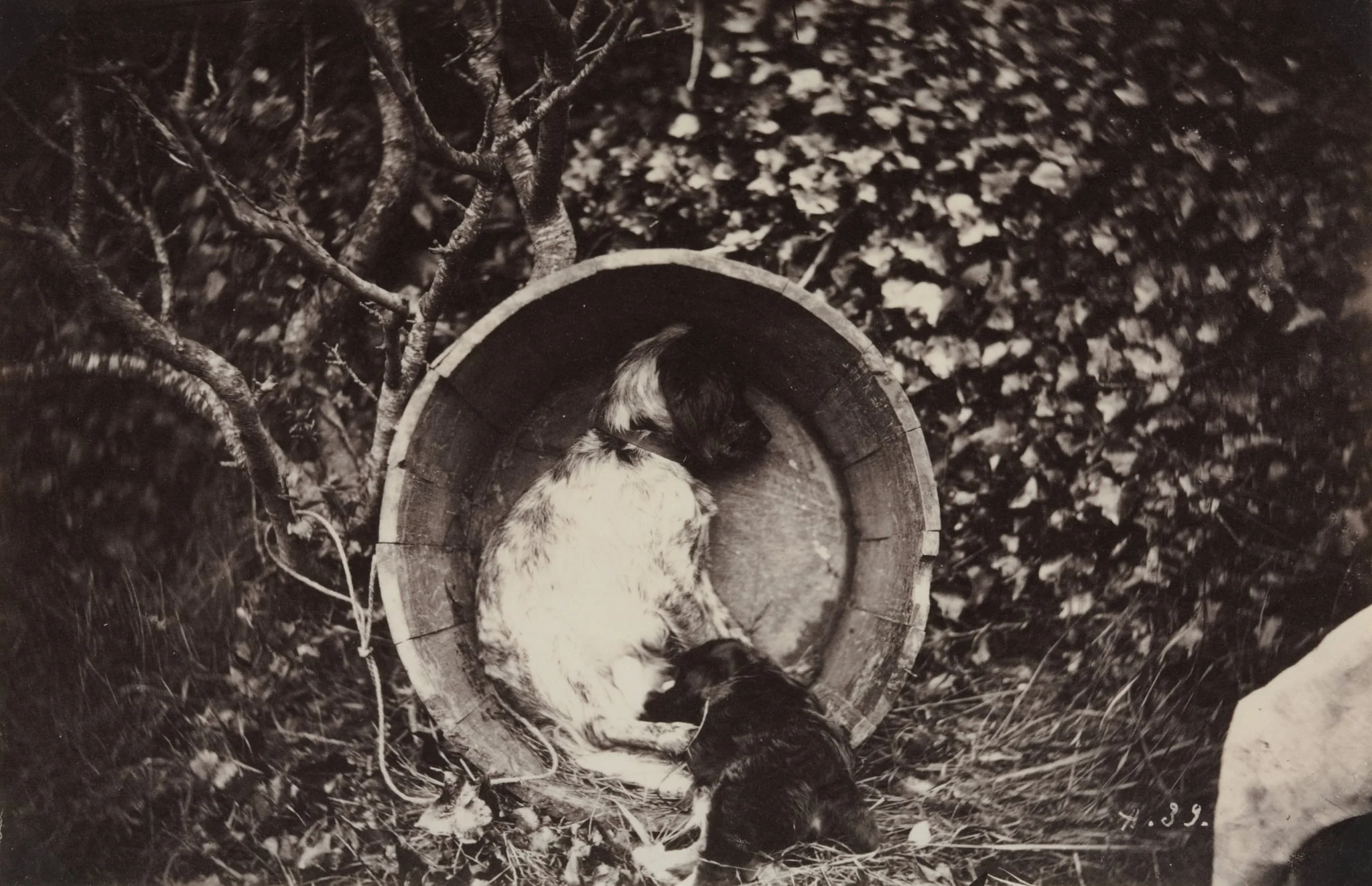 Dog and Puppy in Barrel, by Auguste Giraudon's Artist, 1870