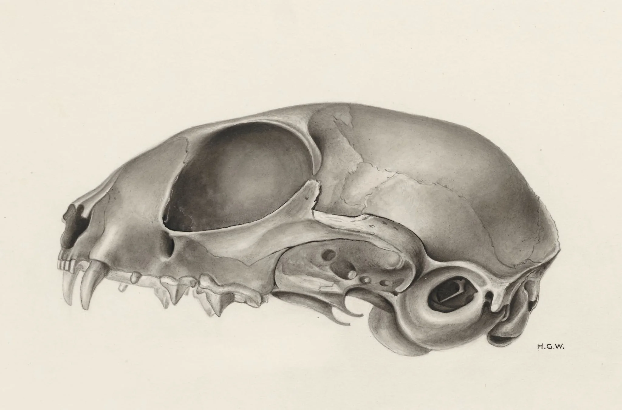 Skull of a feline, by H.G, Wetselaar, 1963