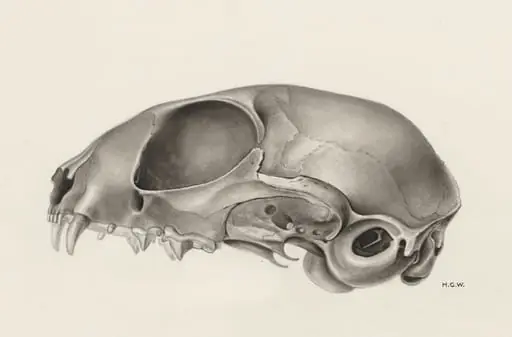 Skull of a feline