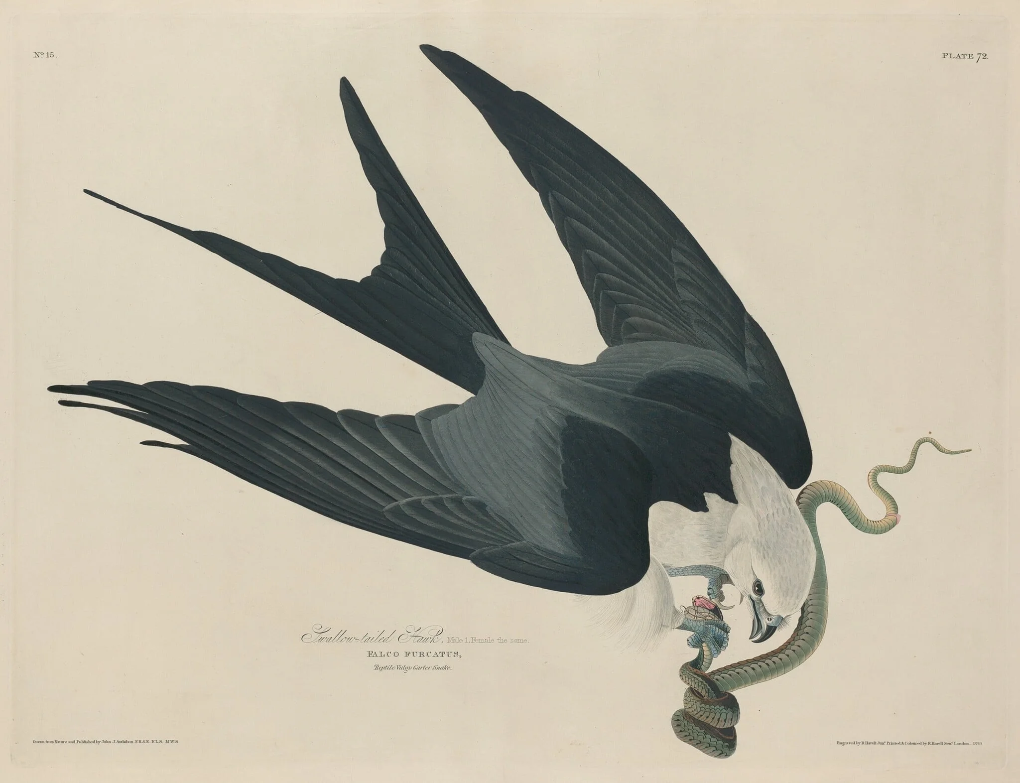 Swallow-tailed Hawk, by Robert Havell Jr., ink, 1829