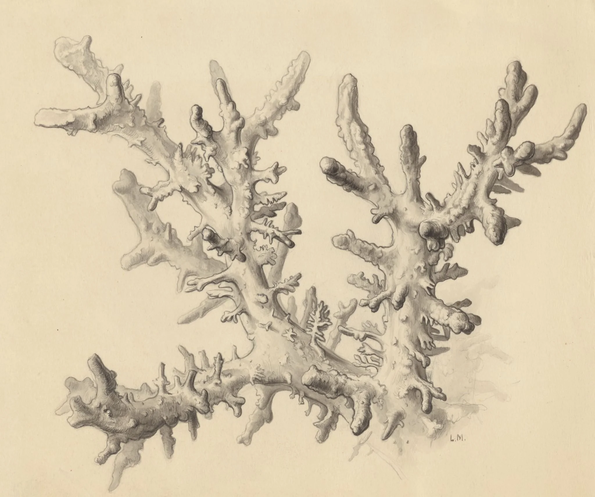 Part of the human anatomy, by Mol, L, 1970