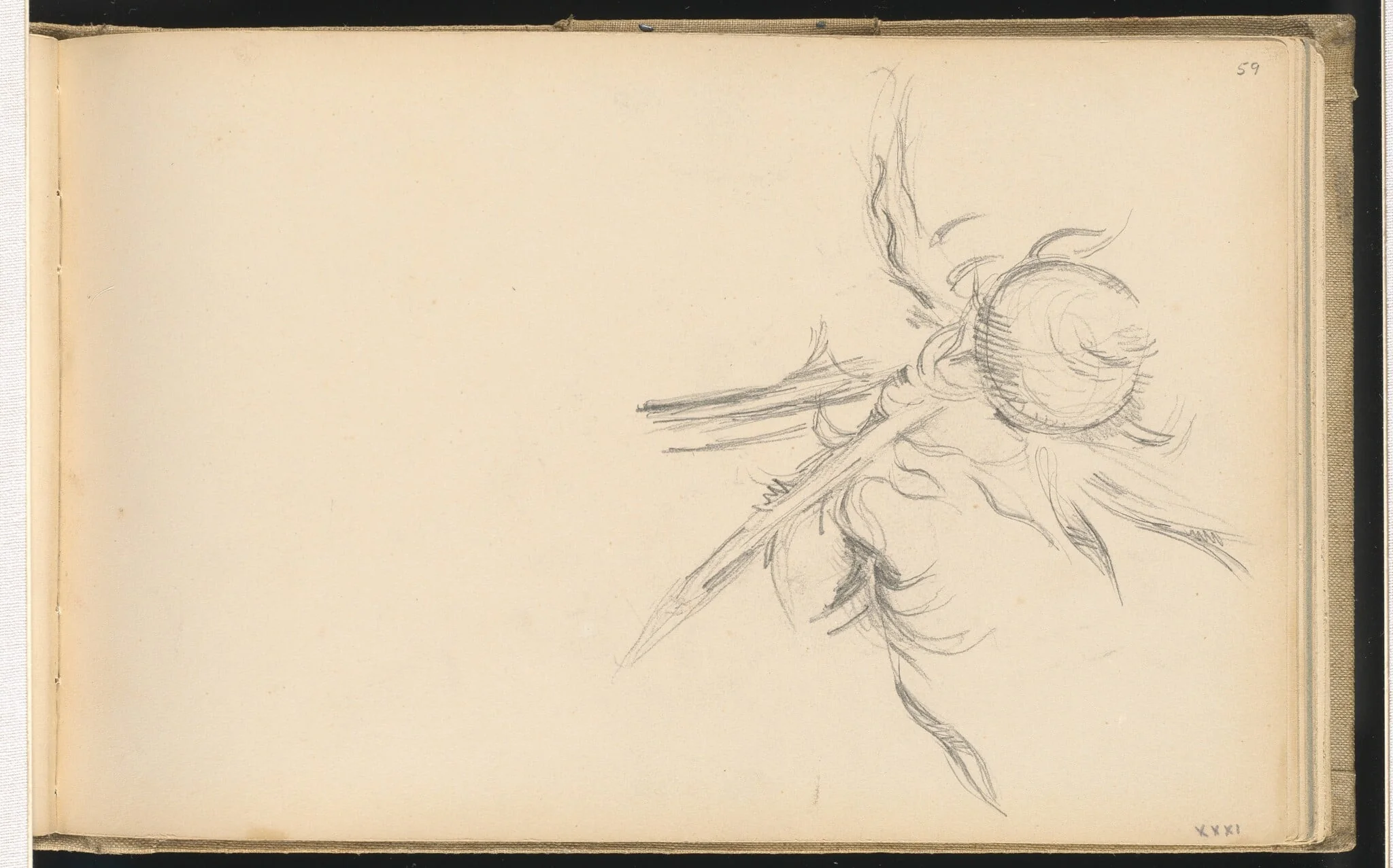 Thistle, by Paul Cezanne, graphite, 1894