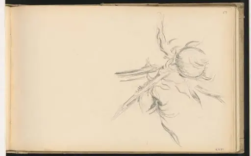 Thistle