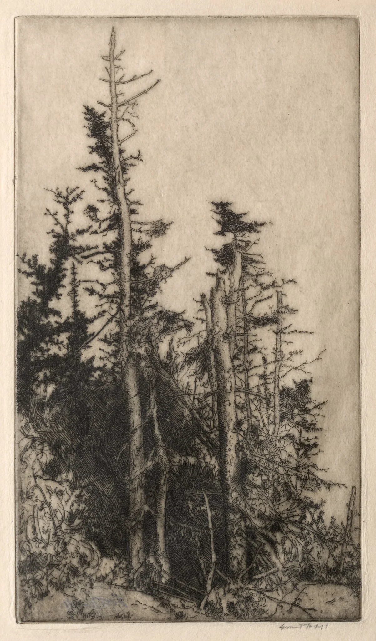 Dead Tree