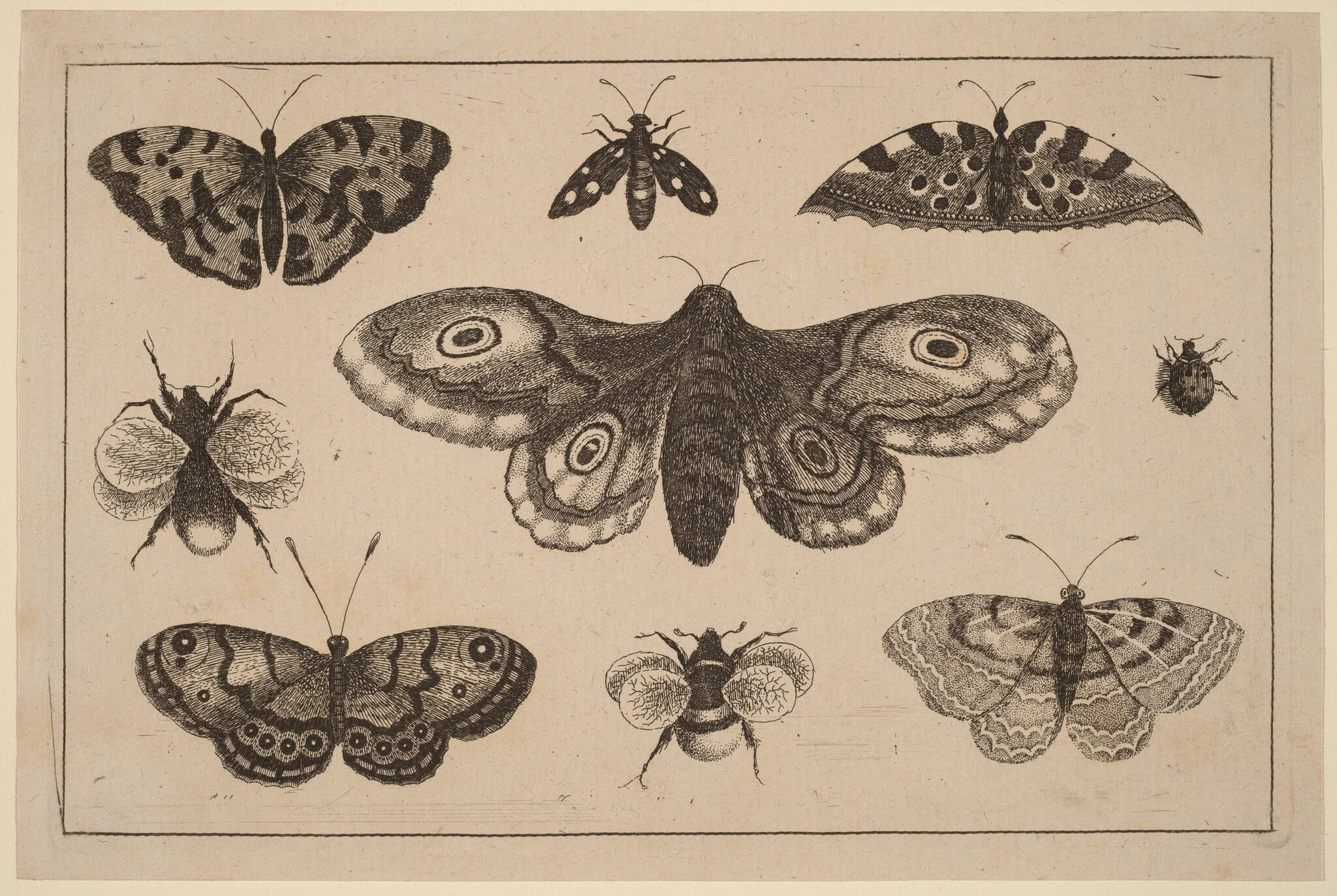 Moth, Butterflies, and Bees, by Wenceslaus Hollar, ink, 1648