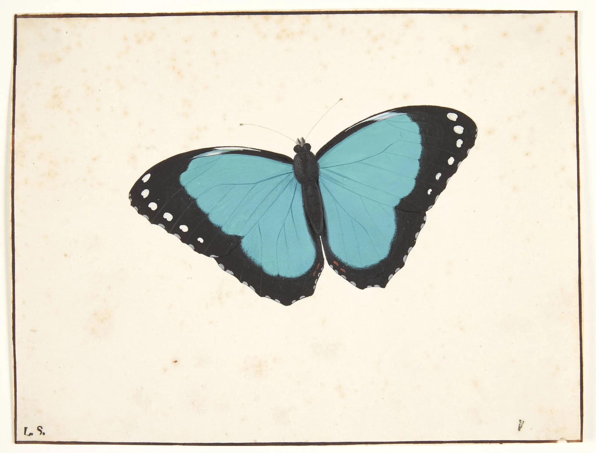 En eksotisk dagsommerfugl, by Unknown, unspecified, 1650