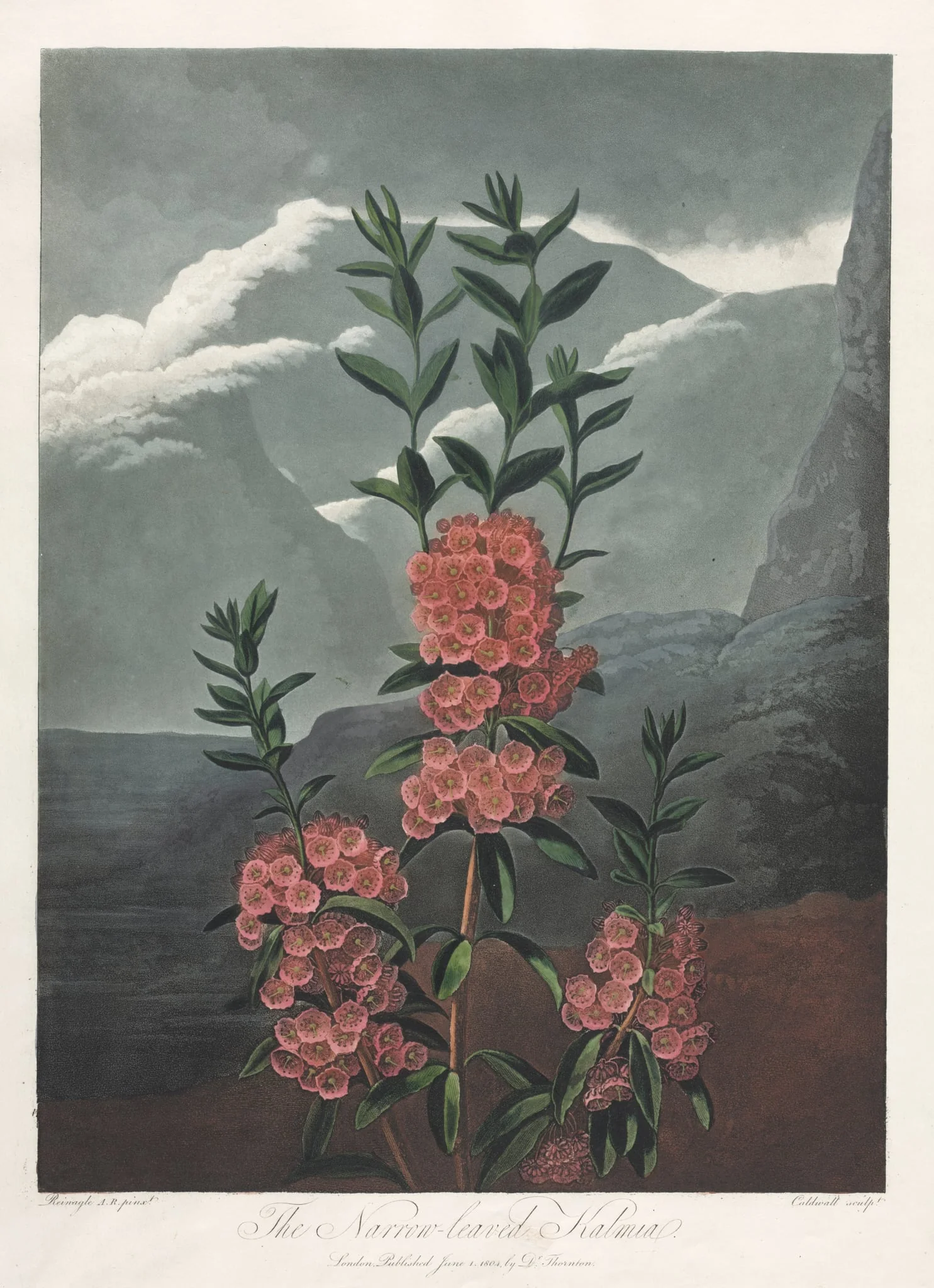 The Temple of Flora, or Garden of Nature:  The Narrow-leaved Kalmia, by Robert John Thornton, 1804