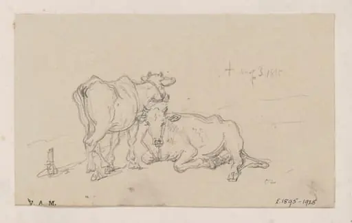 Two cows
