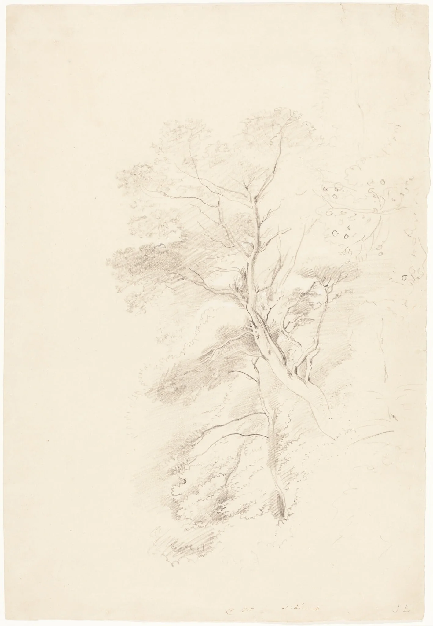 A Beech Wood