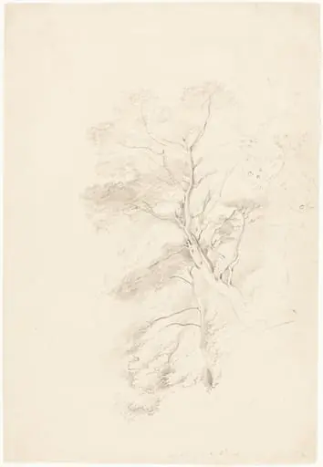 A Beech Wood