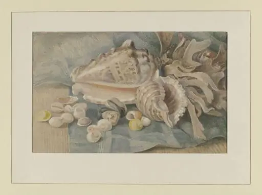 Shells and seaweed