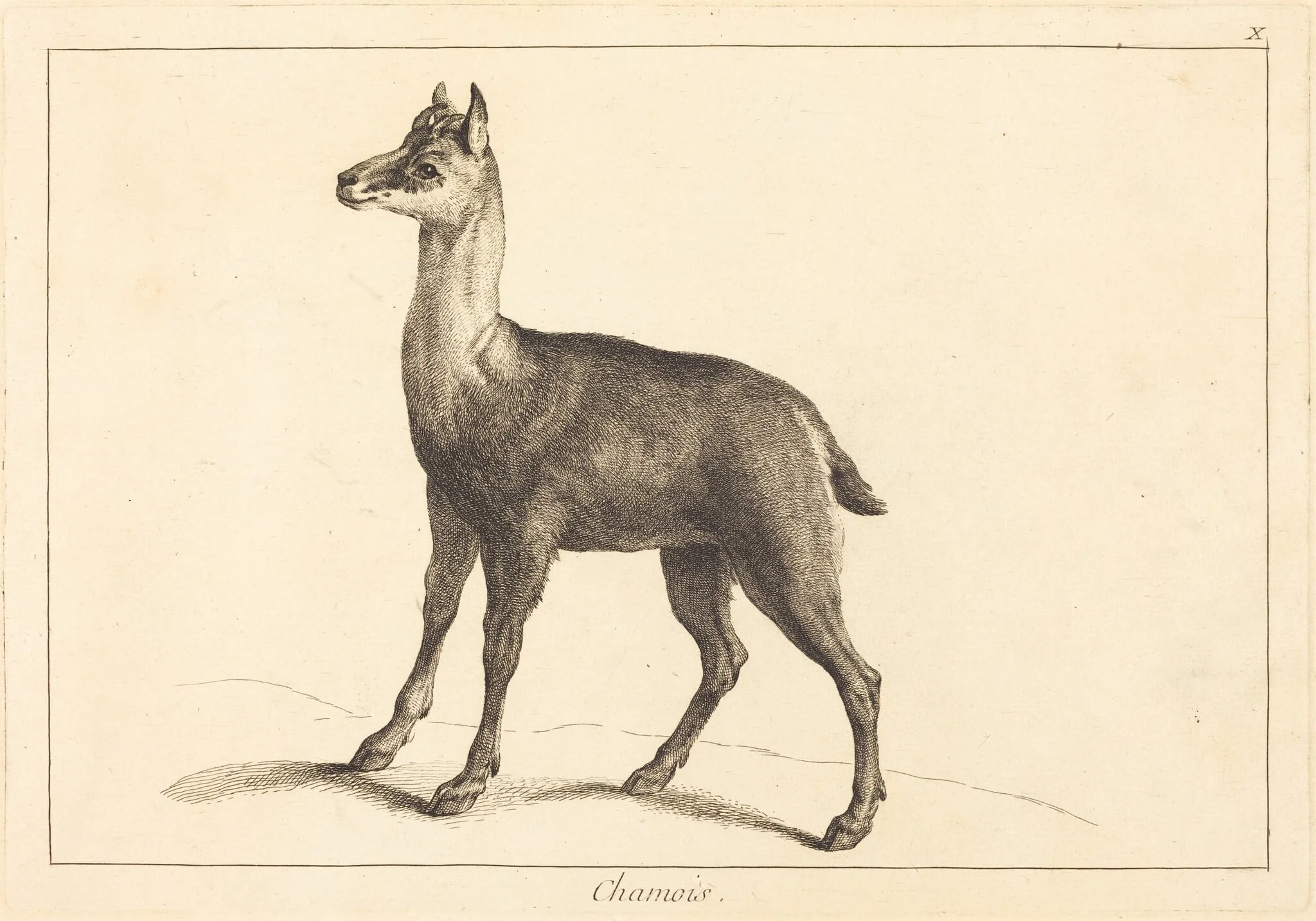 Chamois (Chamois), by Jean Eric Rehn, ink, 1745