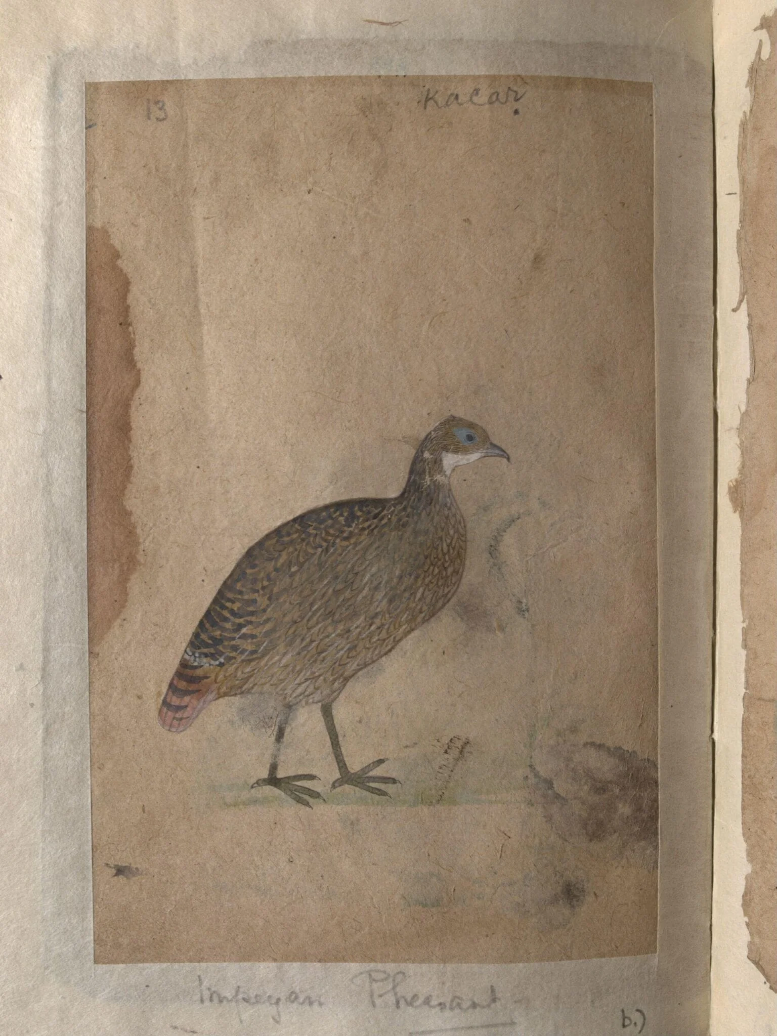 Depictions of Chukor partridge and Impeyan pheasant of Northern India, by Unknown, paint, 1820