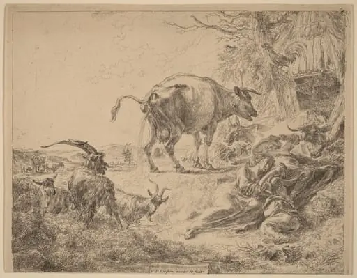 Cow Pissing