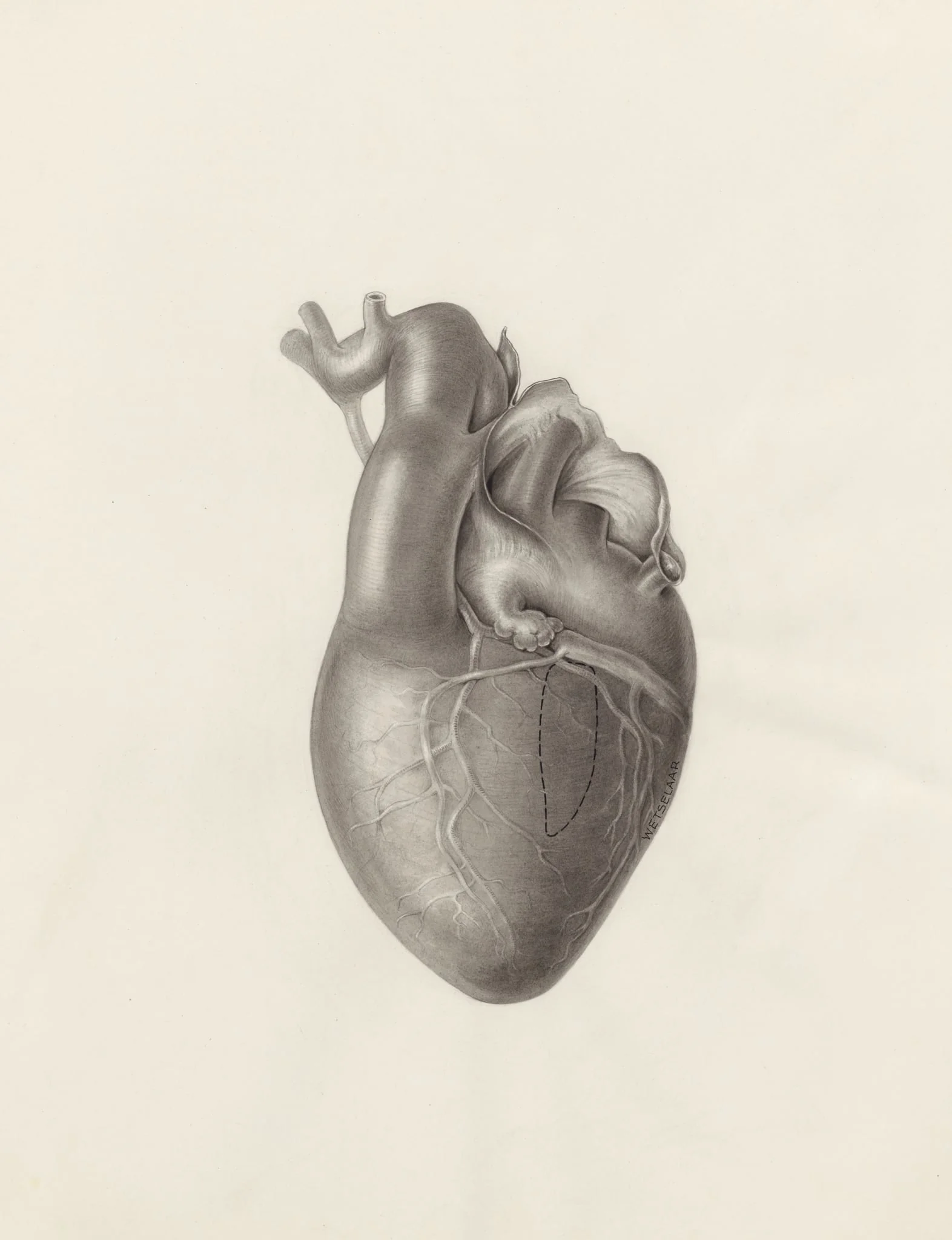 Cardiovascular system