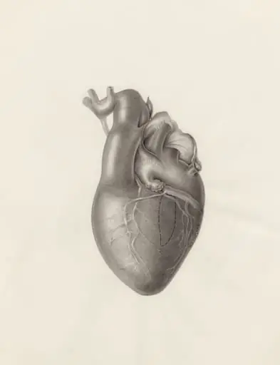 Cardiovascular system