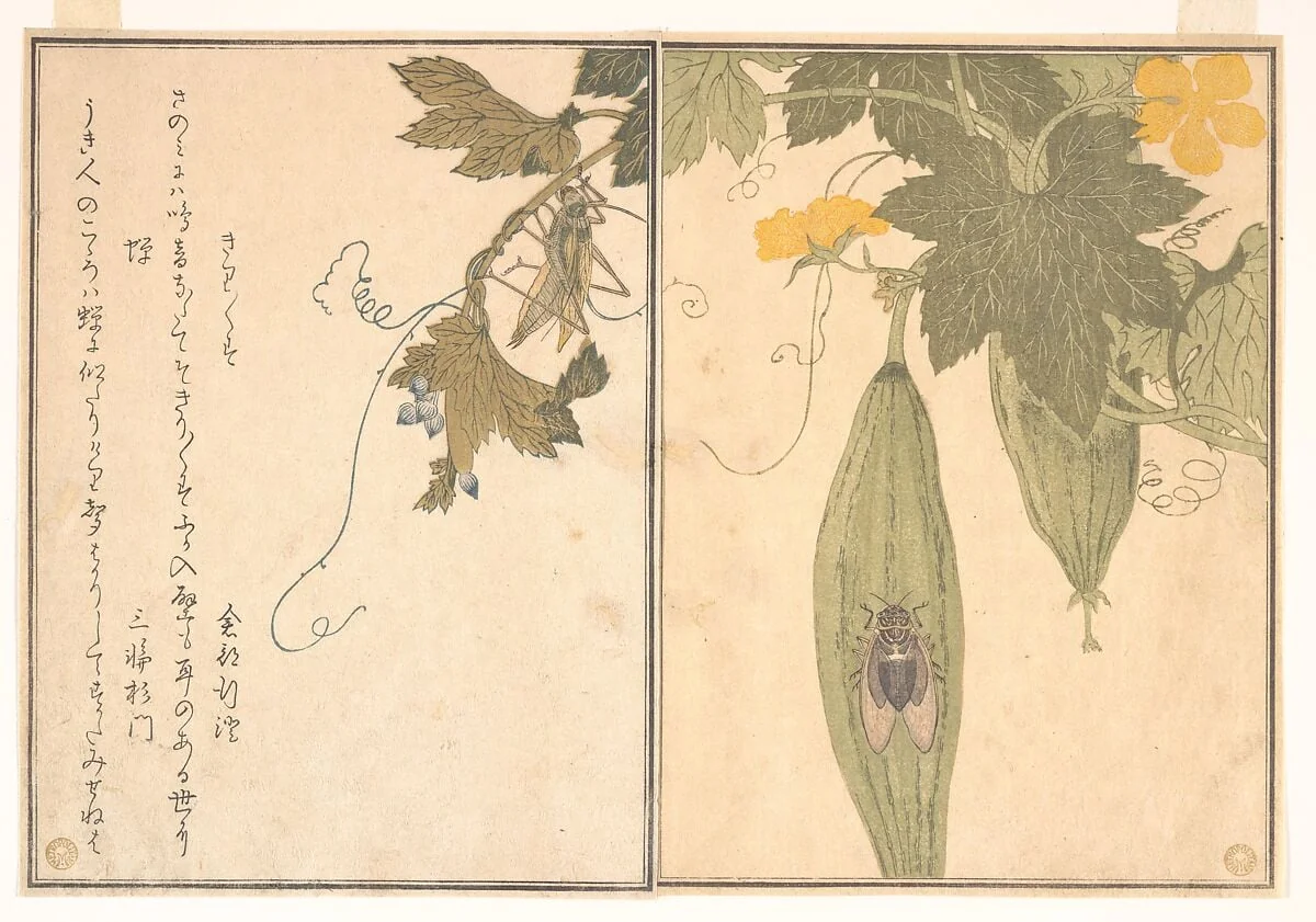 『画本虫撰』「きりきりす」「蝉」|Grasshopper (Kirigirisu); Cicada (Semi), from the Picture Book of Crawling Creatures (Ehon mushi erami), by Kitagawa Utamaro, ink, 1788