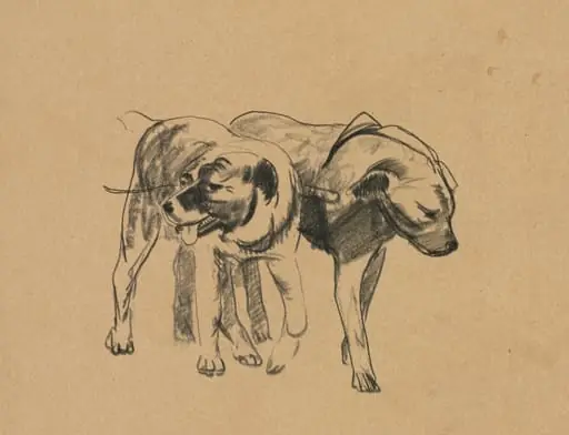 Two Dogs