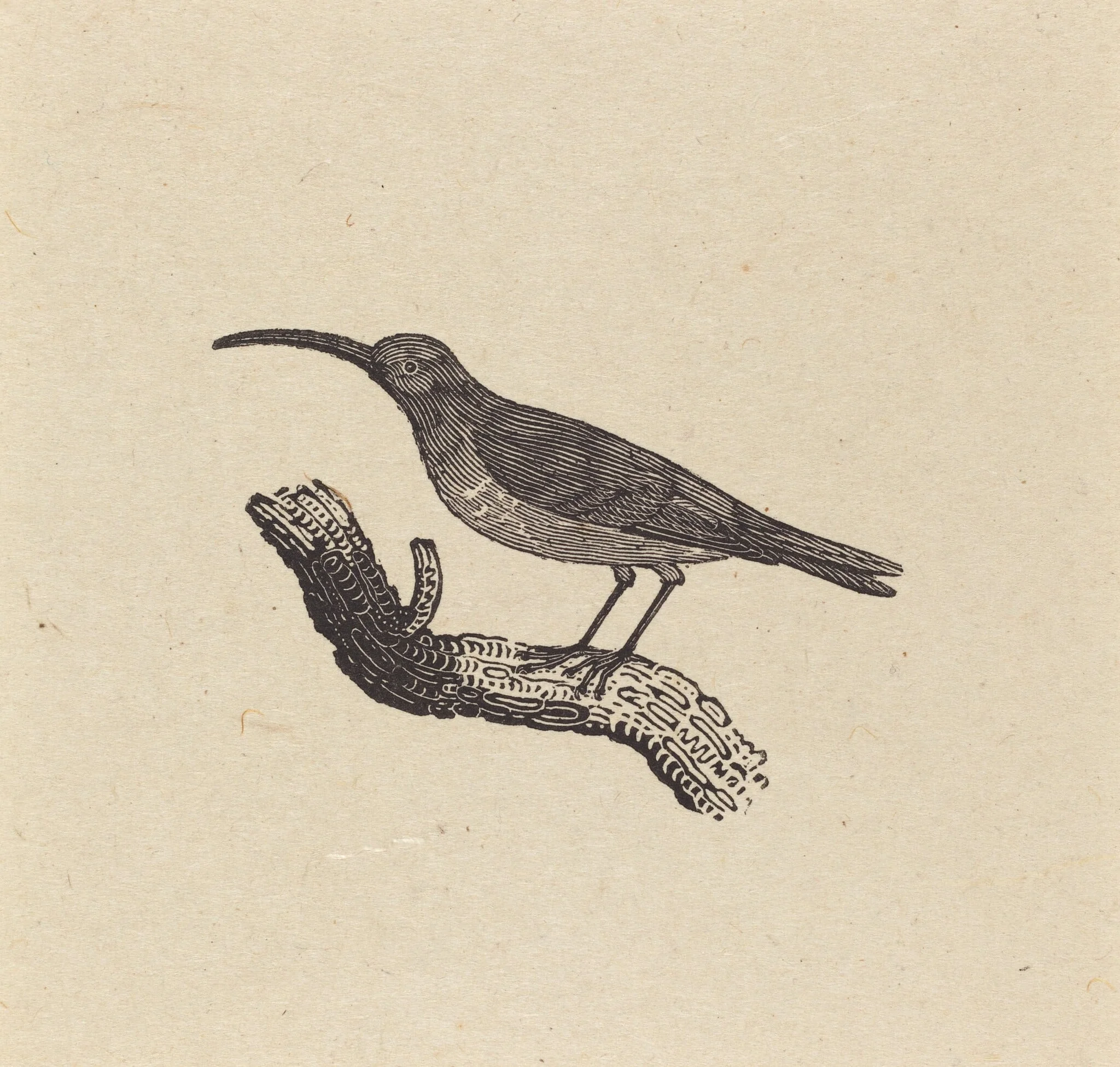 A Bird, by Thomas Bewick, ink, 1800