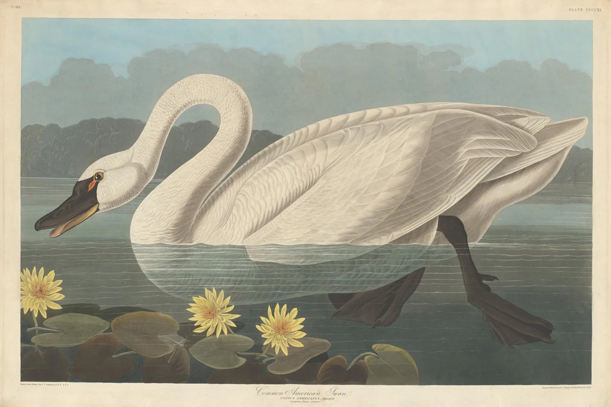 Common American Swan, by Robert Havell Jr., ink, 1838
