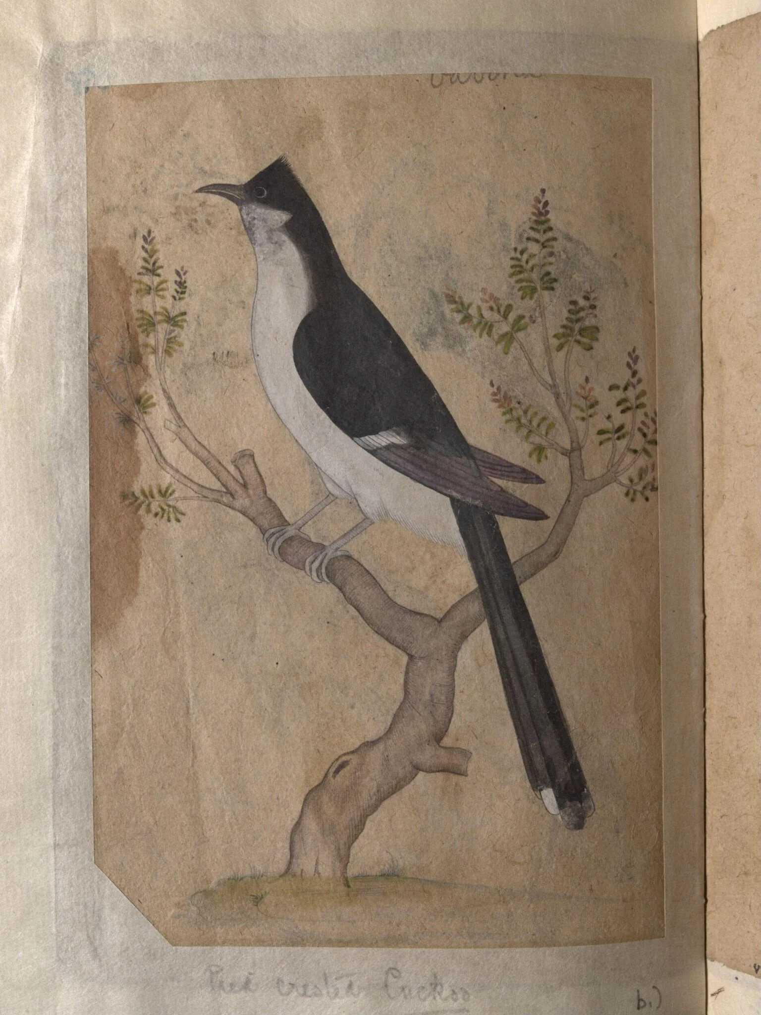 Depictions of a Indian fruit-bat and Pied crested cuckoo of Northern India