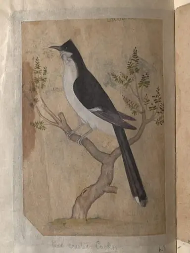 Depictions of a Indian fruit-bat and Pied crested cuckoo of Northern India