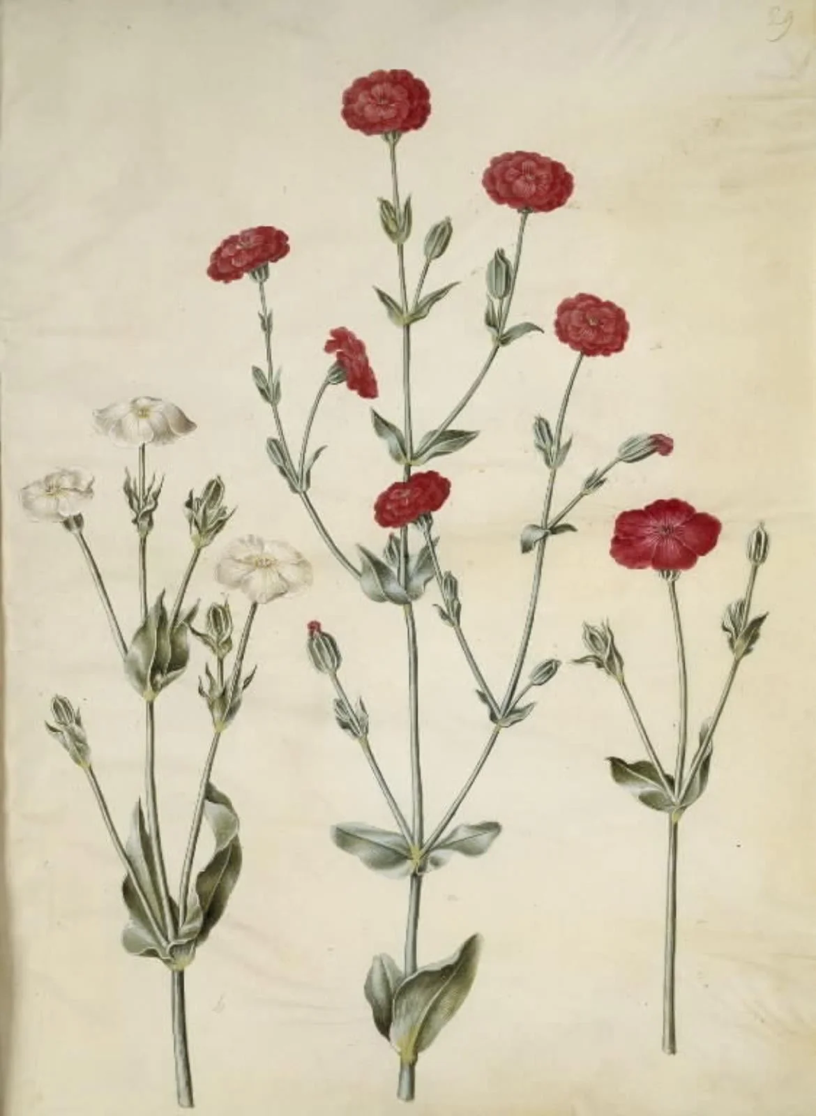 Silene coronaria (krone-limurt)