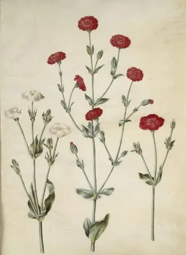 Silene coronaria (krone-limurt)