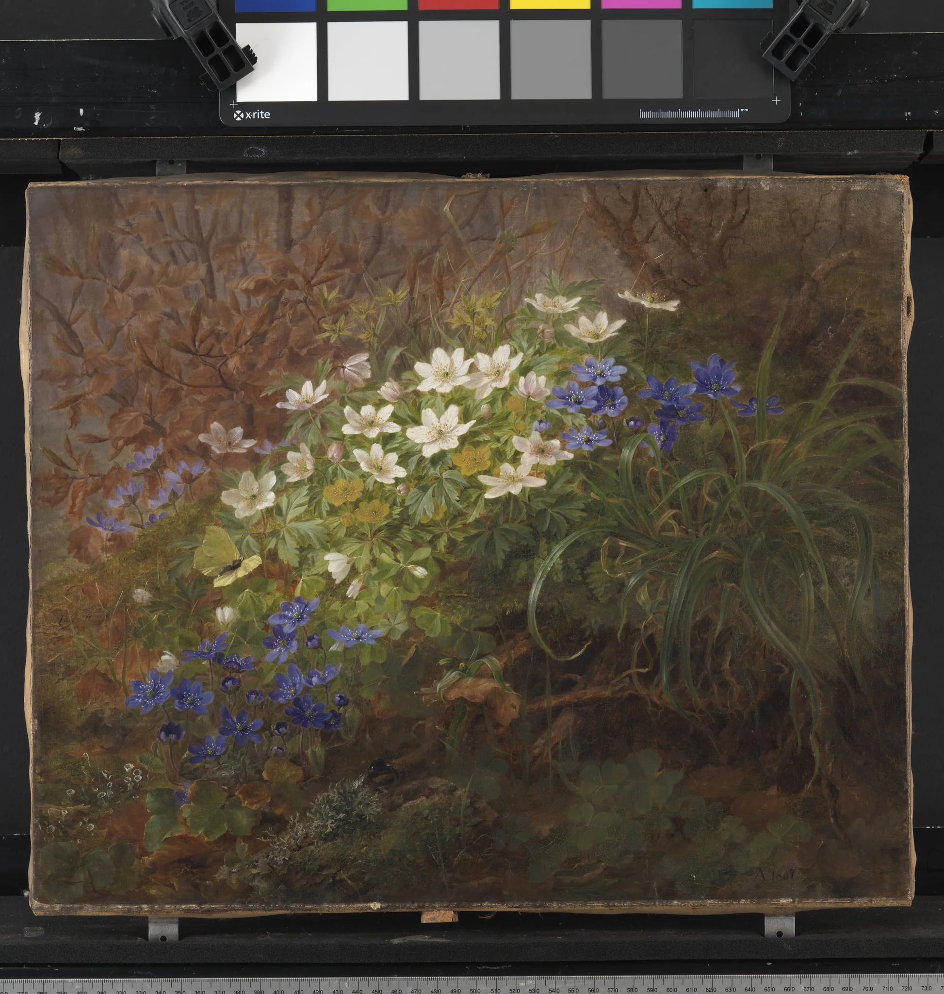 Anemoner, by Unknown, 1867