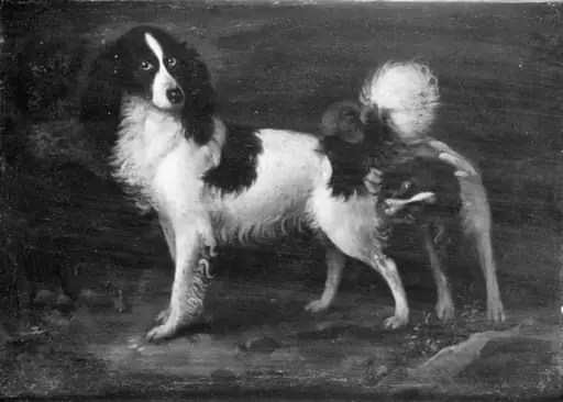 Two Dogs