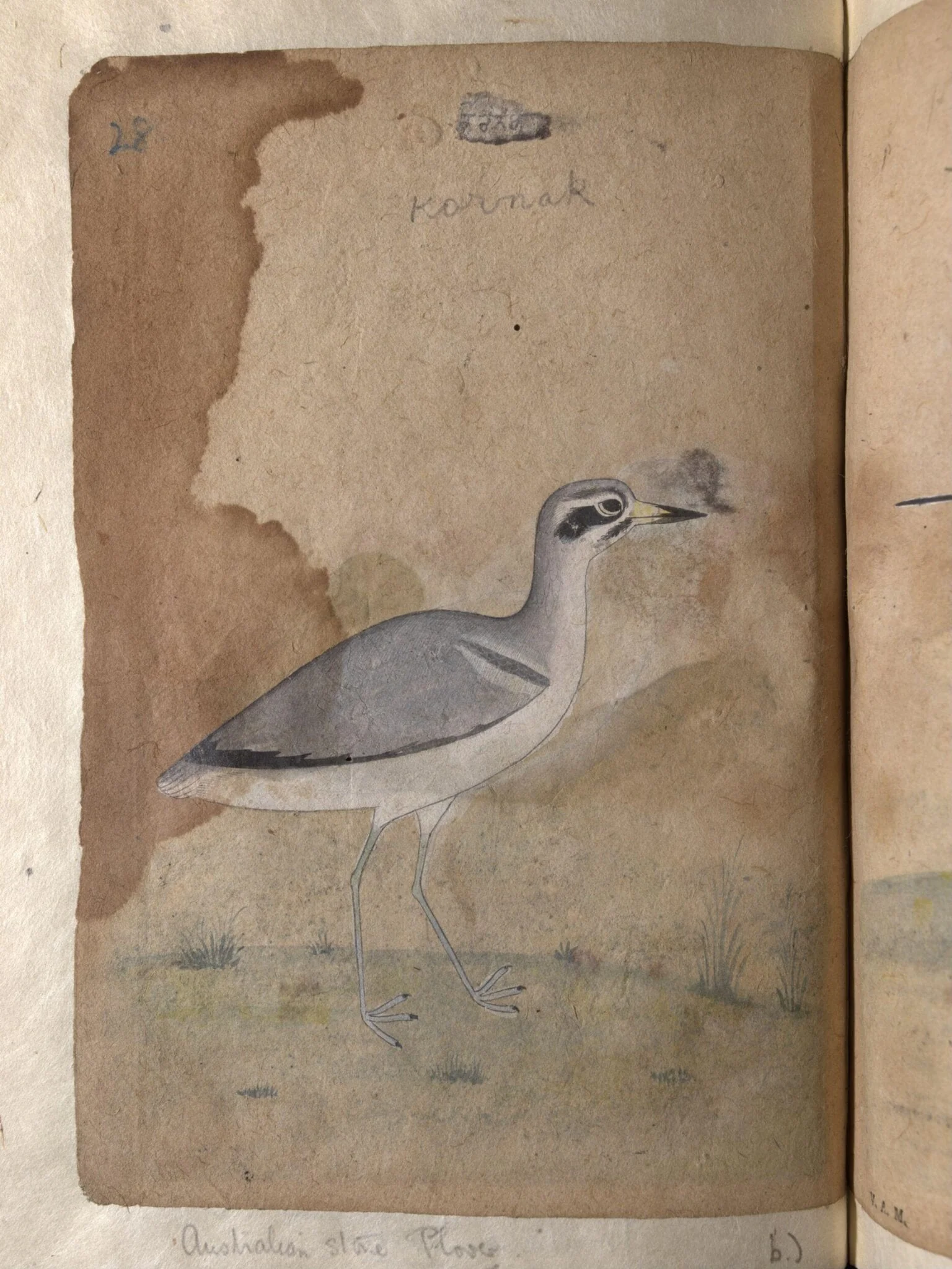Depictions of a Mallard and Australian black-fronted plover of Northern India, by Unknown, paint, 1820