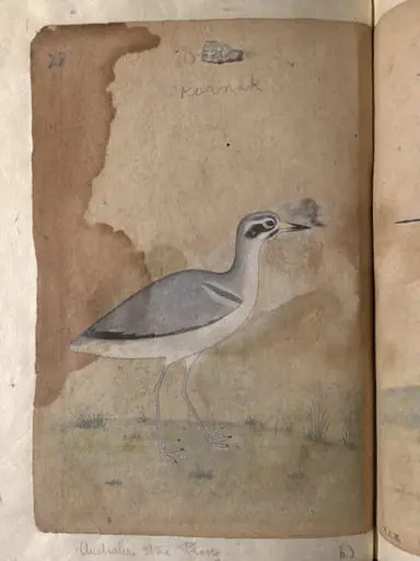 Depictions of a Mallard and Australian black-fronted plover of Northern India