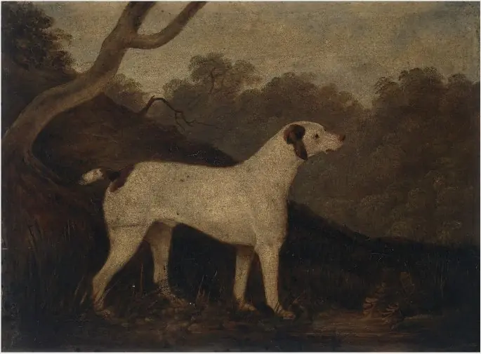 A Dog