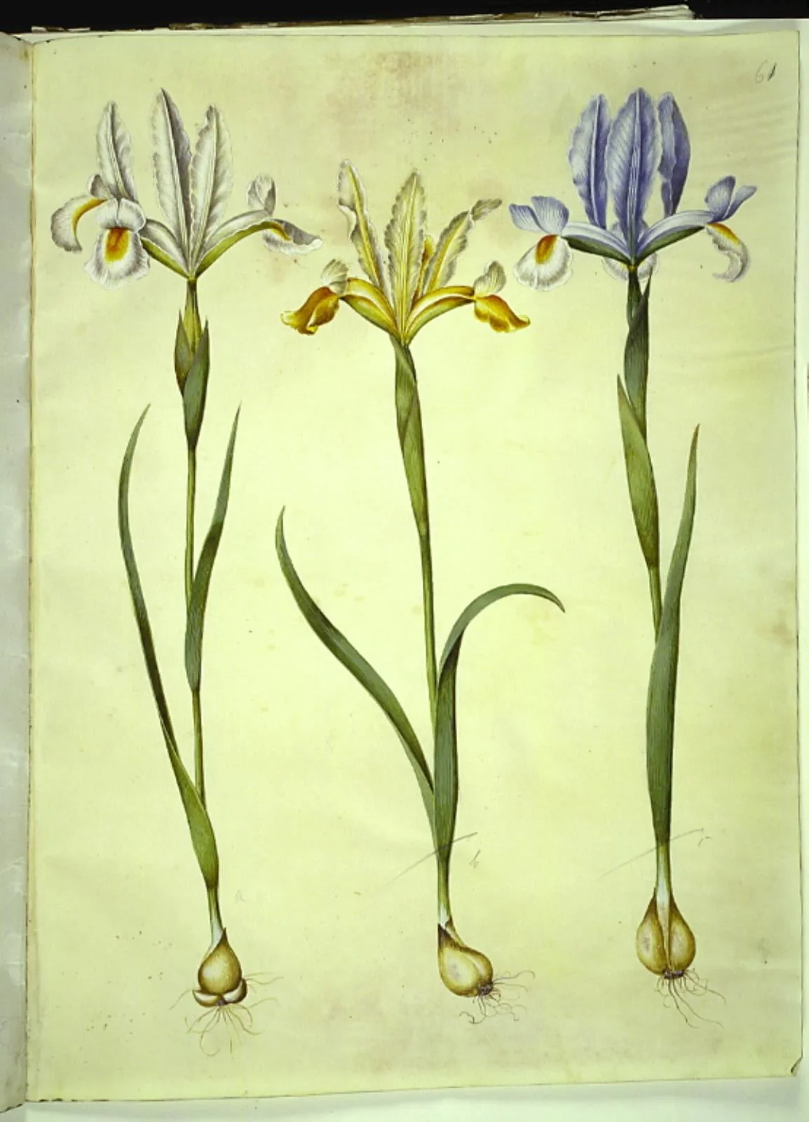 Iris xiphium (spansk iris) eller Iris latifolia (engelsk iris); Iris xiphium (spansk iris), by Unknown, unspecified, 1654