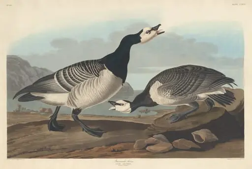 Barnacle Goose