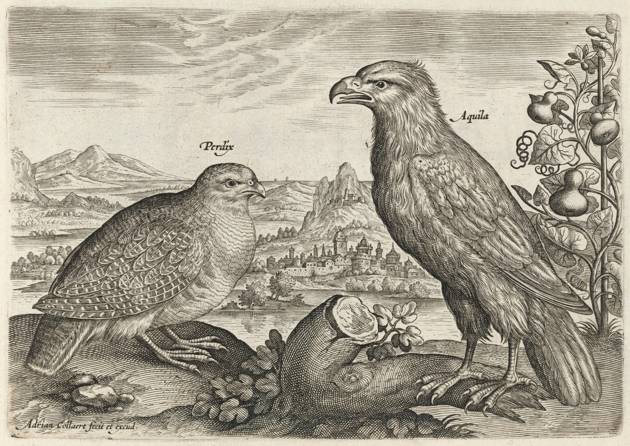 Partridge and Eagle, by Adriaen Collaert, ink, 1600