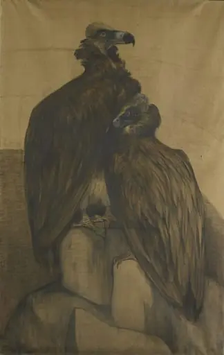 Two Arabian Vultures