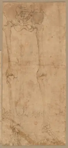 Lower Half of Skeleton from the Front
