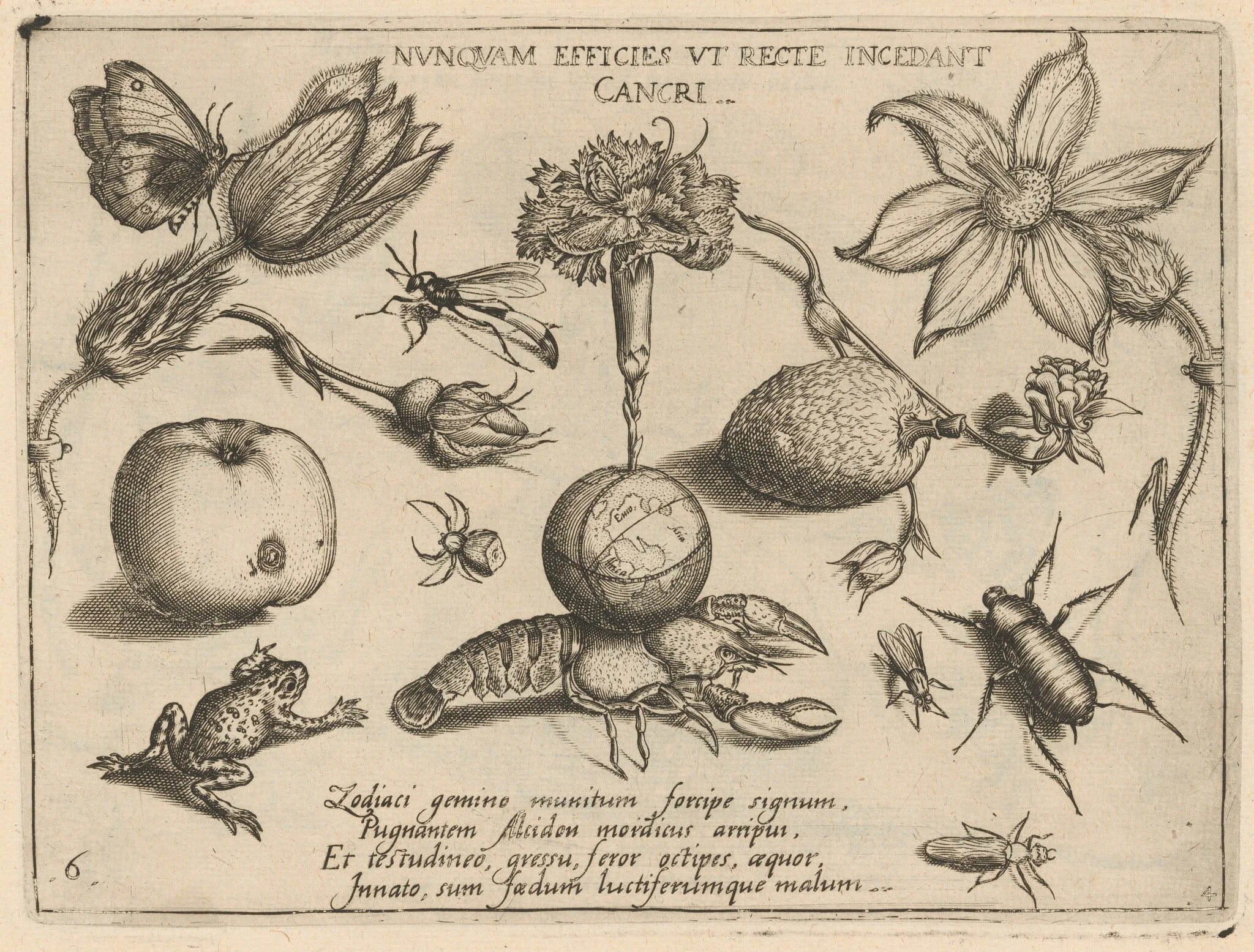 Archetypa studiaque patris Georgii Hoefnagelii [Part 4, Plate 6], by Jacob Hoefnagel, ink, 1592