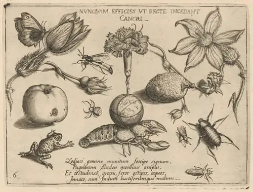 Archetypa studiaque patris Georgii Hoefnagelii [Part 4, Plate 6]