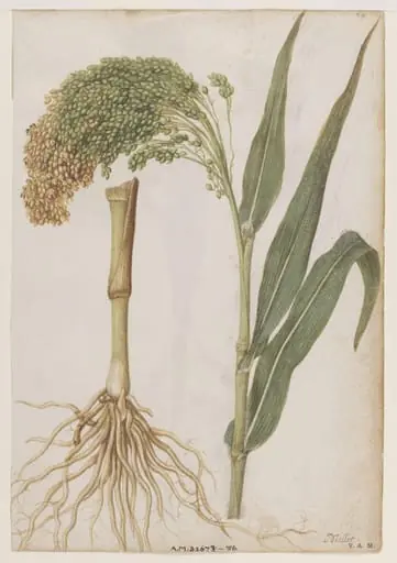Millet; Water chestnut