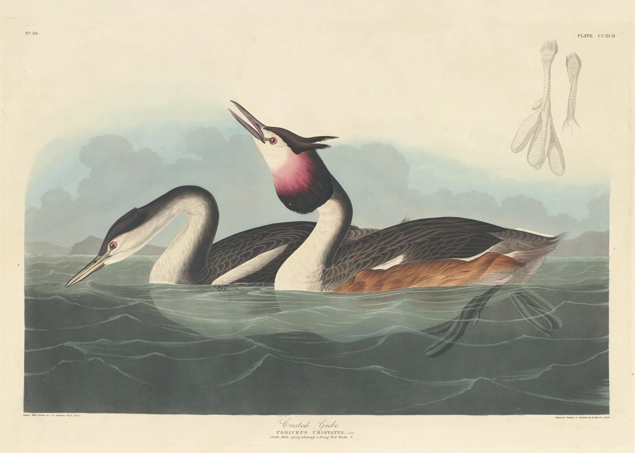 Crested Grebe, by Robert Havell Jr., ink, 1836