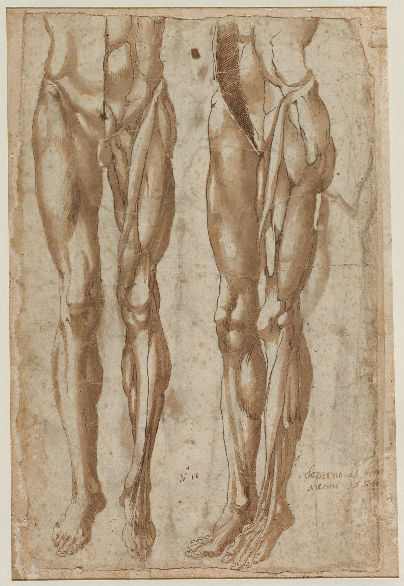 Two Studies of a Flayed Man (recto), by Bartolommeo da Arezzo, 1554