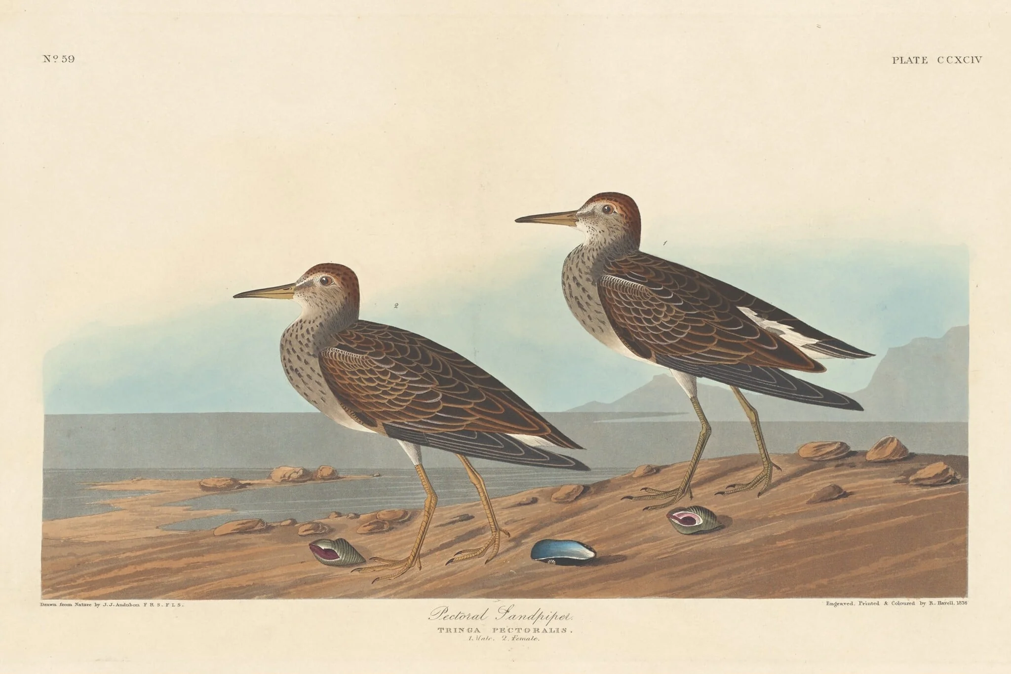Pectoral Sandpiper, by Robert Havell Jr., ink, 1836