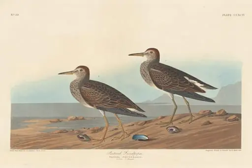 Pectoral Sandpiper