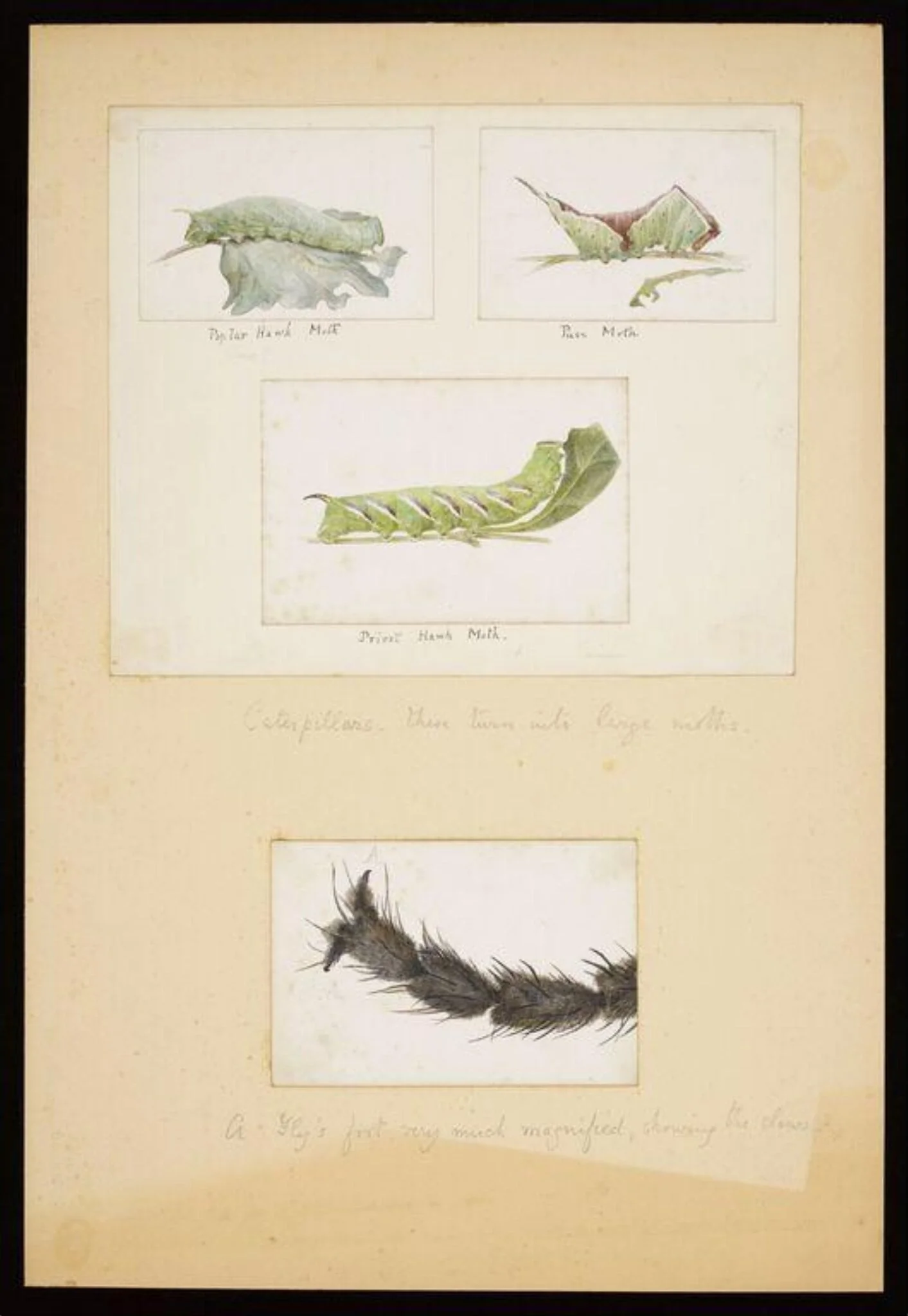 Studies of caterpillars and study of a magnified fly's foot, by Beatrix Potter, watercolor, 5