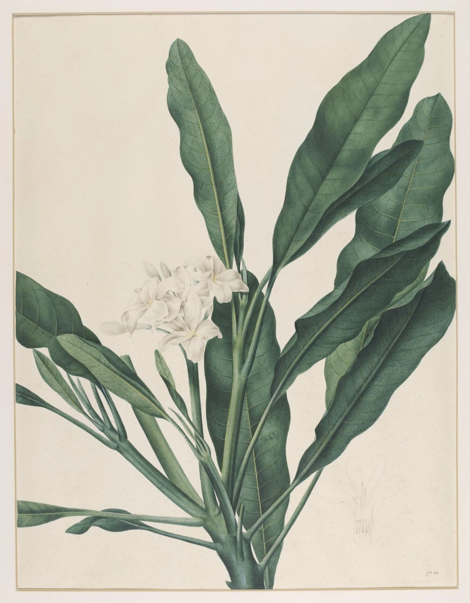 Fumaria Obliquefolia