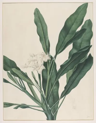 Fumaria Obliquefolia